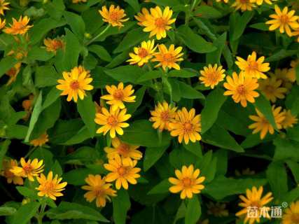 高度15厘米皇帝菊