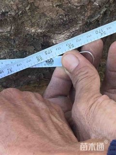 50公分多杆铁冬青