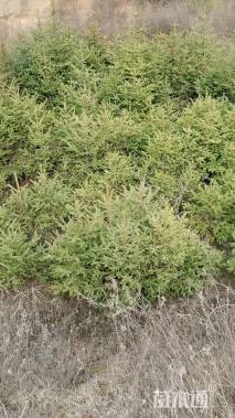 高度58厘米云杉