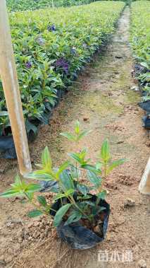 高度20厘米牡丹