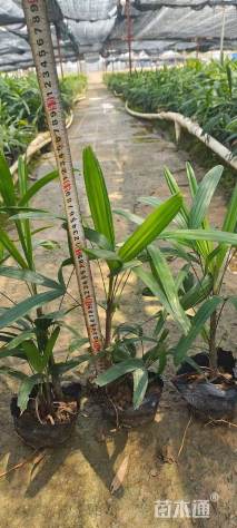 裸干高50厘米棕竹