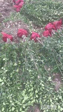 高度150厘米北海道黄杨