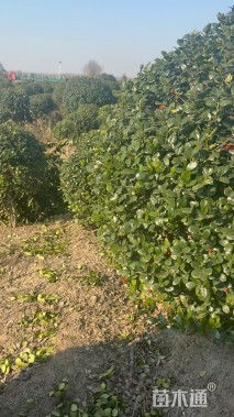 冠幅200厘米无刺枸骨球