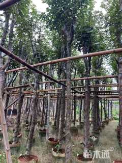 6公分黄花风铃木