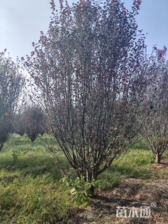 高度500厘米丛生紫叶李