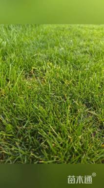 高度10厘米青绿苔草