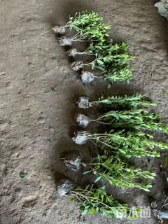 高度40厘米海桐