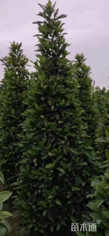 高度180厘米非洲茉莉