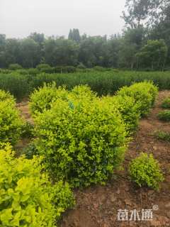 冠幅80厘米金叶女贞球