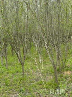 高度3500厘米木槿