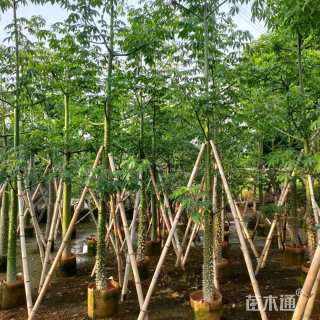 8公分美丽异木棉