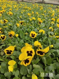 高度5厘米三色堇