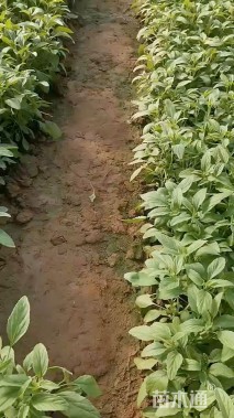 高度50厘米兰花鼠尾草