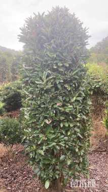 高度150厘米法国冬青