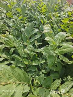 高度40厘米板栗