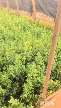 高度35厘米小叶黄杨