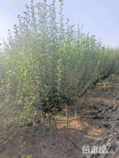 高度200厘米木槿