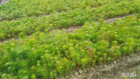 高度20厘米马尾松