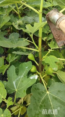 高度60厘米无花果小苗