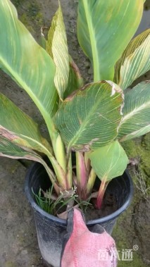 高度50厘米花叶美人蕉