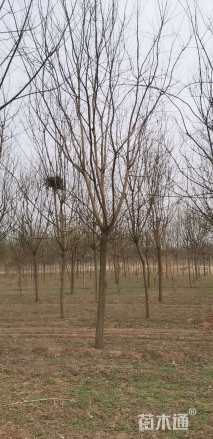 13公分国槐