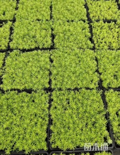 高度10厘米金叶佛甲草