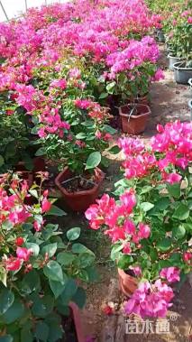 高度60厘米三角梅