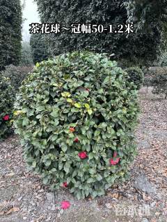 冠幅150厘米山茶花球