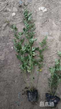 高度70厘米蔷薇