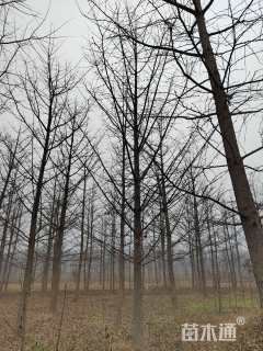 20公分美国红枫