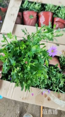 高度25厘米玛格丽特花