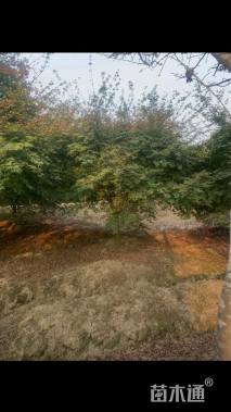 10公分日本红枫