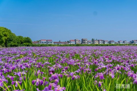 高度30厘米鸢尾