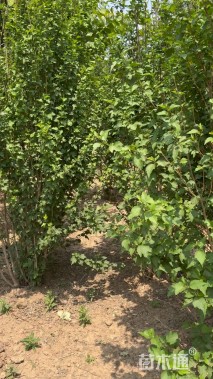 高度300厘米丛生木槿