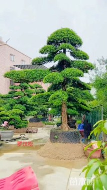 移栽苗造型罗汉松