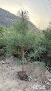 高度120厘米油松小苗