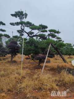 高度150厘米黑松