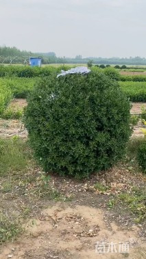 冠幅150厘米大叶黄杨球