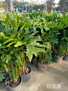 高度40厘米春羽