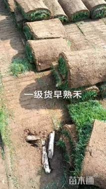 草卷状早熟禾草