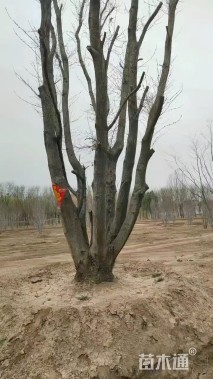 50公分蒙古栎