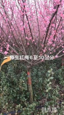 8公分红梅