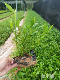 高度20厘米栀子花