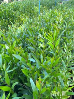 50公分台湾相思树