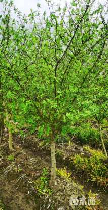 高度100厘米蜡梅