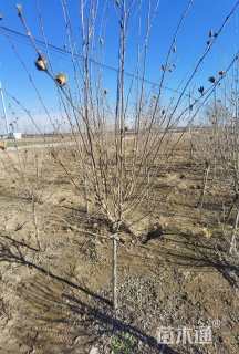 高度150厘米木槿