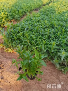 高度20厘米千屈菜