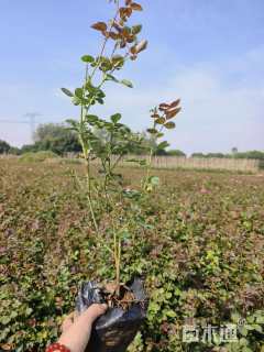 高度20厘米仙境月季