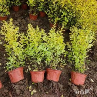 小杯苗亮晶女贞小苗