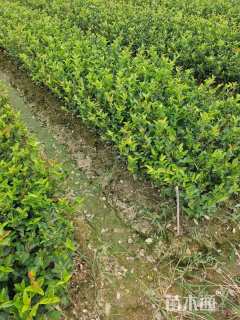 高度60厘米油茶小苗